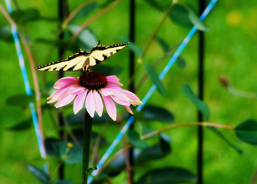 Tiger Swallowtail (Papilio glaucus) on Echinacea