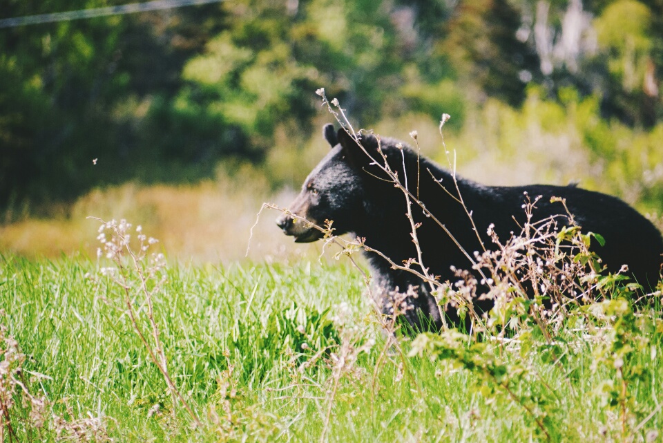 One of the two black bears we saw
