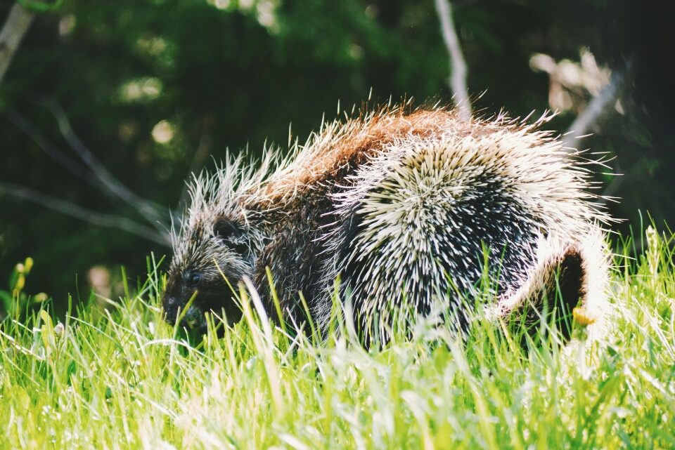 The grumpy-looking porcupine.