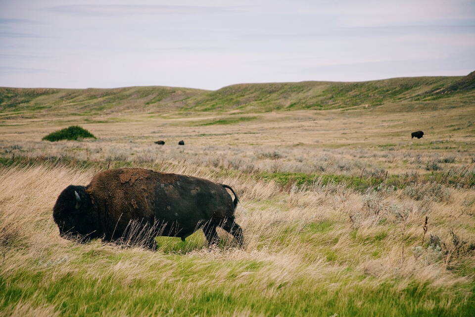 Plains bison in Grasslands National Park